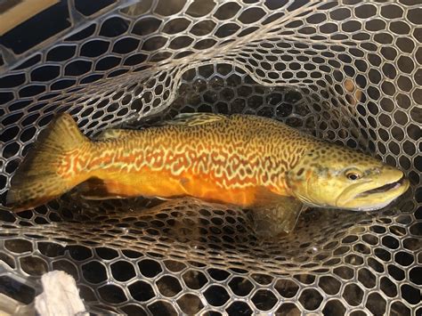 tiger trout locations in colorado.